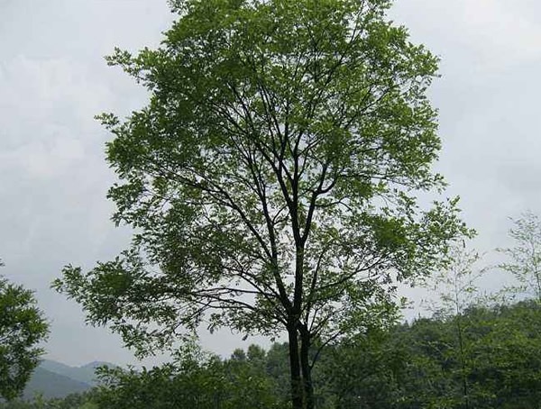 香樟树适合在什么时候种植？