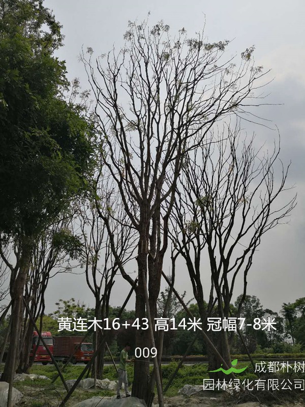 黄连木的种子在播种后多长时间开始发芽？