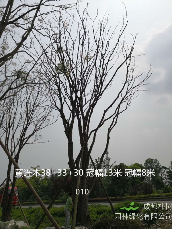 在10月分可以移栽黄连木吗？