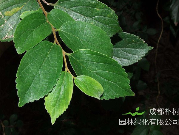 沙朴适合在哪个时间种植？