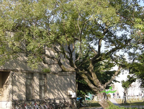 沙朴的种子在播种后要浇水吗？