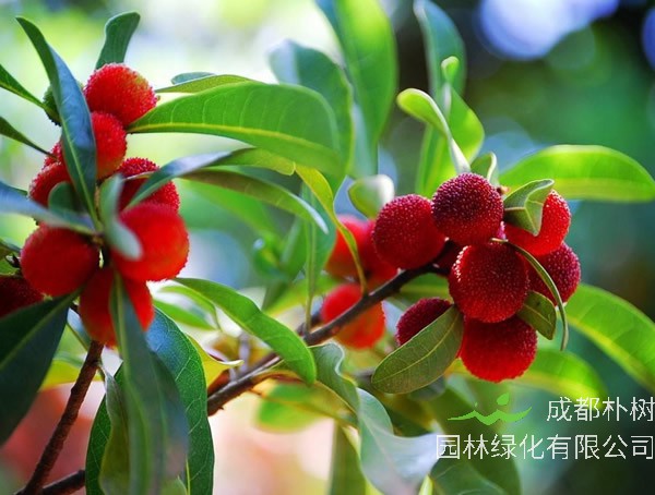 杨梅种子的播种时间是几月份？