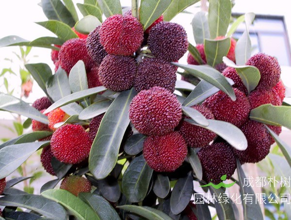 广西地区适合种植杨梅吗？