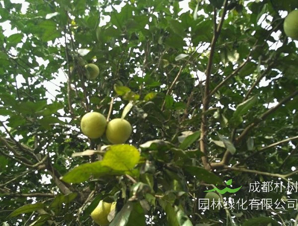 柚子树的种子哪个时间播种最好？