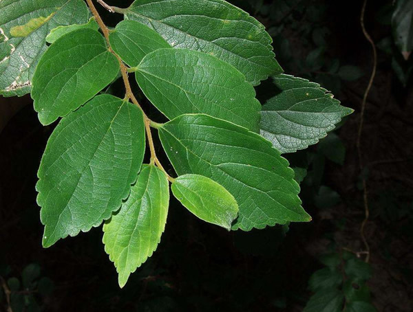 沙朴适合在哪个时间种植？