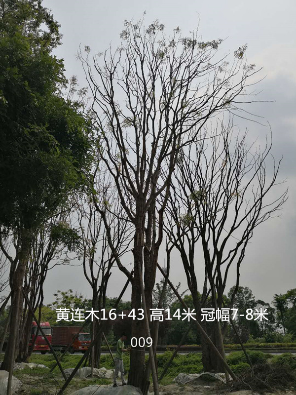 黄连木的种子在播种后多长时间开始发芽？