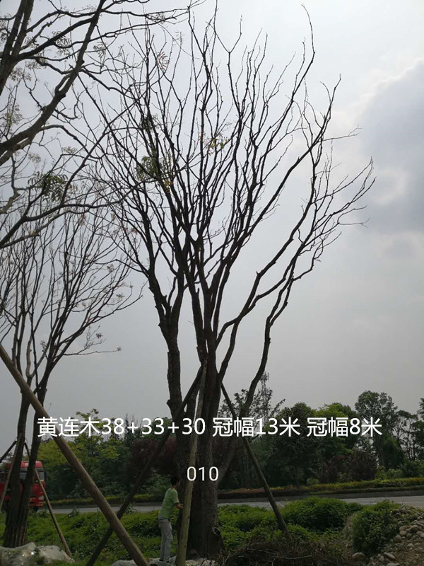 在10月分可以移栽黄连木吗？