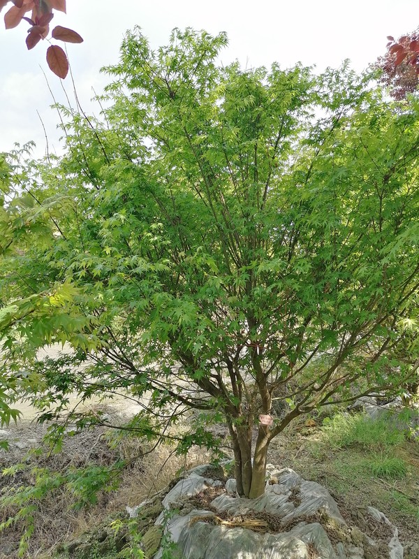 茶条槭和鸡爪槭有哪些区别？