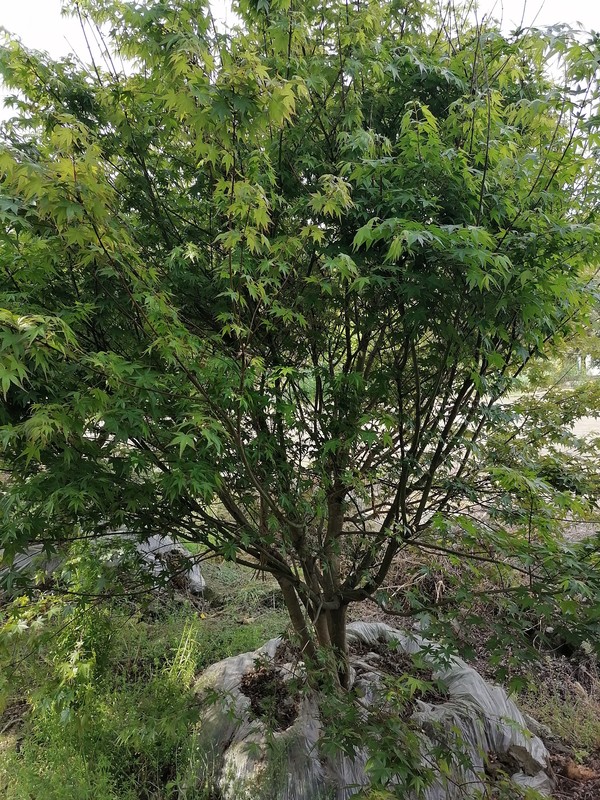 鸡爪槭为什么会变色？