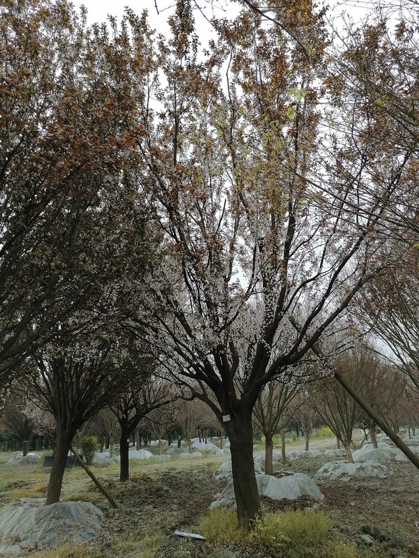 红叶李在哪个季节移栽比较好？