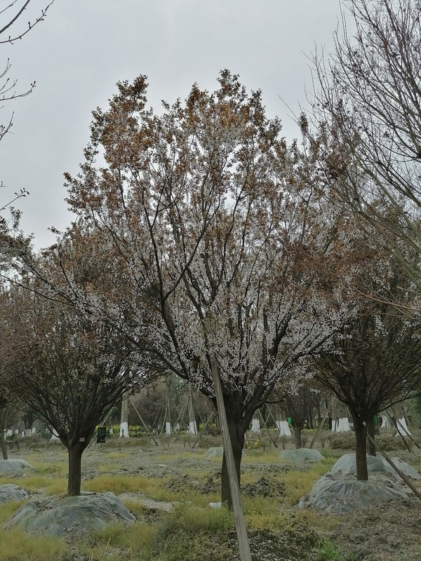 红叶李的扦插育苗技术是怎样的？