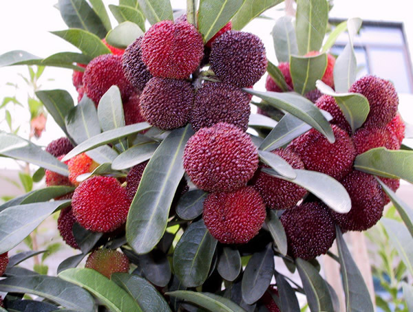 广西地区适合种植杨梅吗？