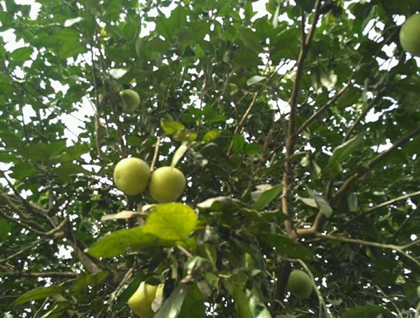 柚子树的种子哪个时间播种最好？