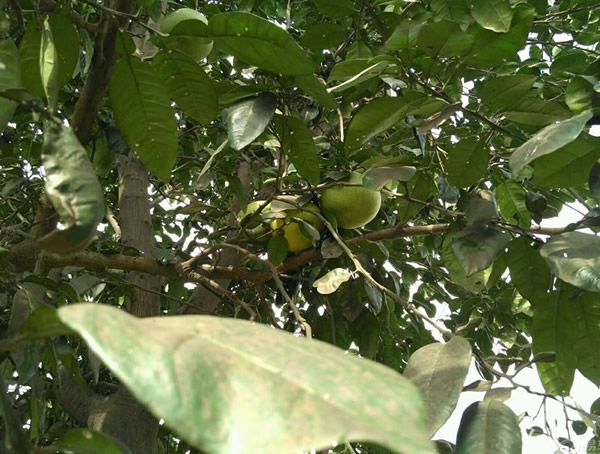 山东可以种植柚子树吗？