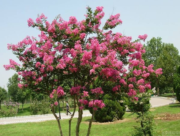 紫薇树最高能够长多高？