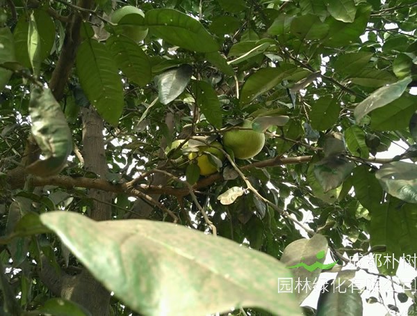 山东可以种植柚子树吗？