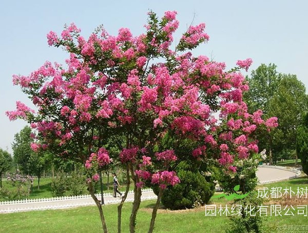 紫薇树最高能够长多高？