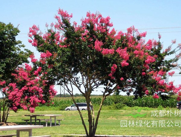 紫薇树应该如何进行种植养护？