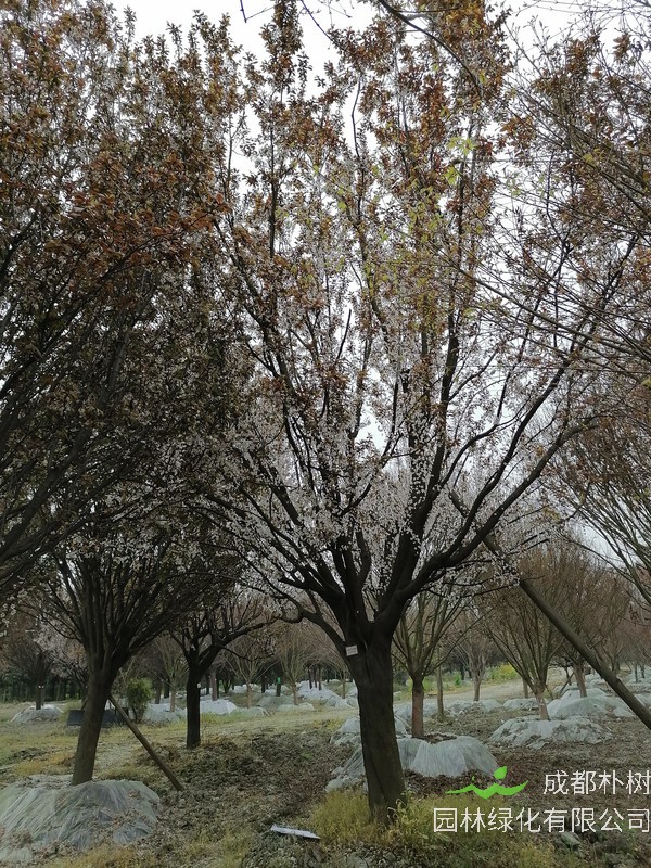 红叶李在哪个季节移栽比较好？