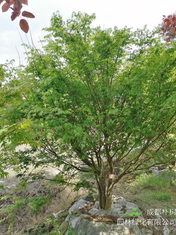 茶条槭和鸡爪槭有哪些区别？