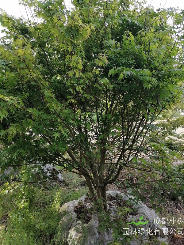 鸡爪槭为什么会变色？