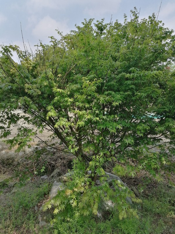 鸡爪槭和红枫相比，哪个更贵一些？