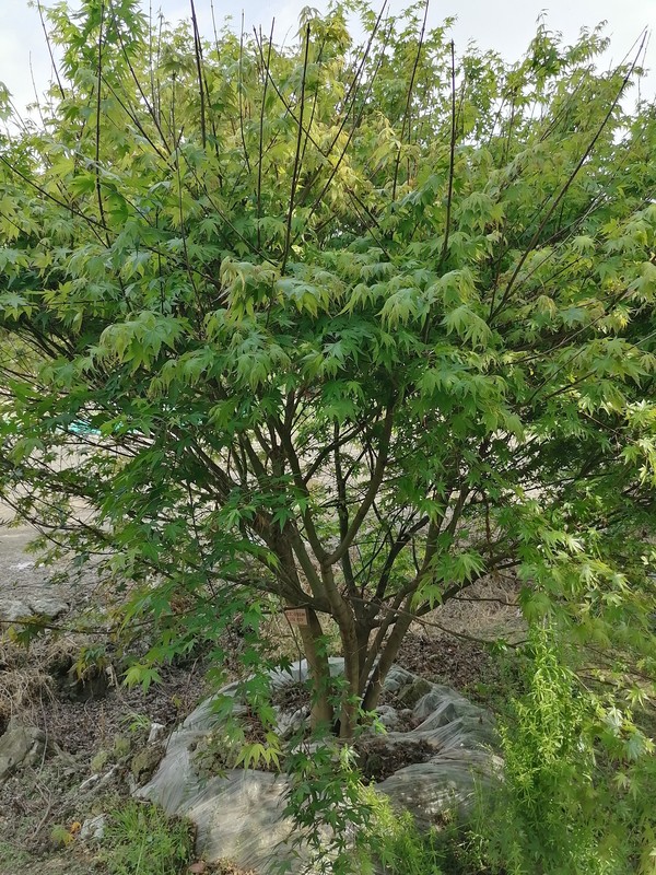 广东地区可以种植鸡爪槭吗？