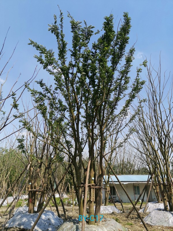 朴树在几月份修剪会比较好？