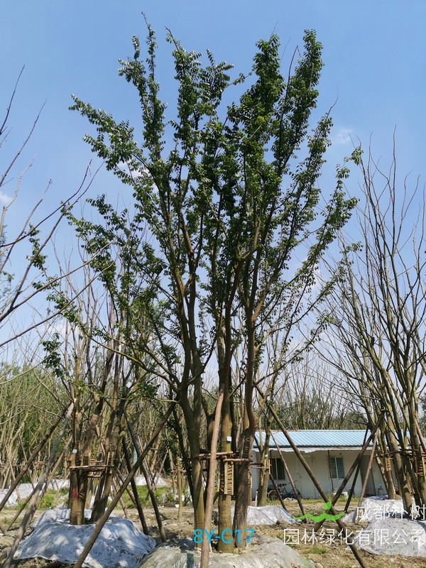 朴树在几月份修剪会比较好？