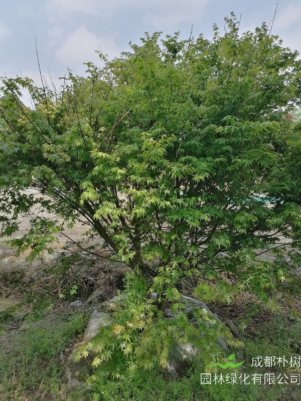 鸡爪槭和红枫相比，哪个更贵一些？