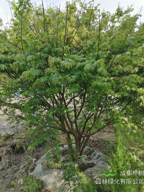 广东地区可以种植鸡爪槭吗？