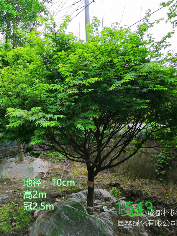 成都市鸡爪槭低价批发【苗圃栽植基地直销】10公分价格1350元