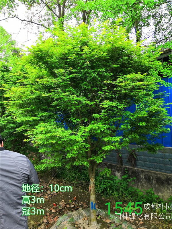 成都市鸡爪槭低价批发【苗圃栽植基地直销】10公分价格1350元