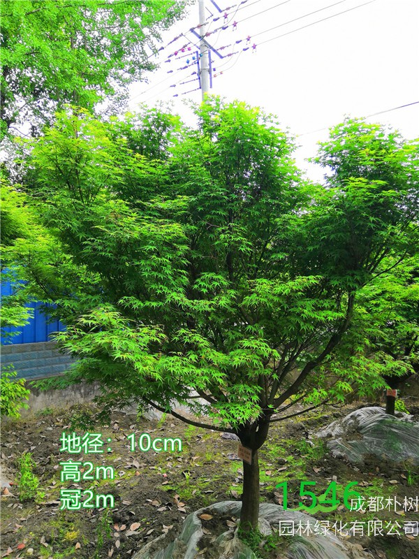成都市鸡爪槭低价批发【苗圃栽植基地直销】10公分价格1350元