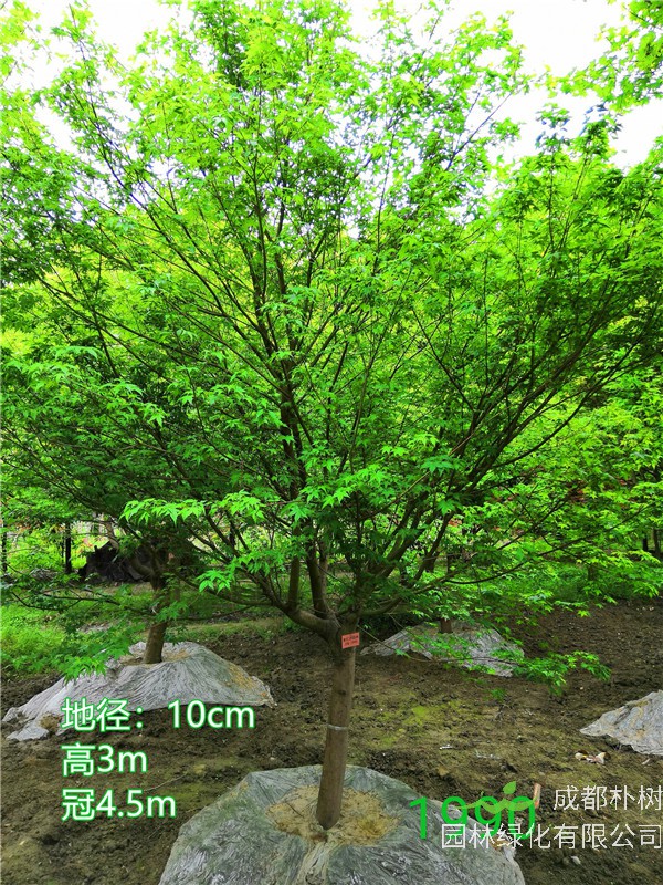 成都市鸡爪槭低价批发【苗圃栽植基地直销】10公分价格1350元