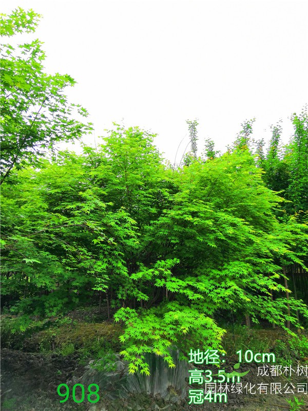 成都市鸡爪槭低价批发【苗圃栽植基地直销】10公分价格1350元