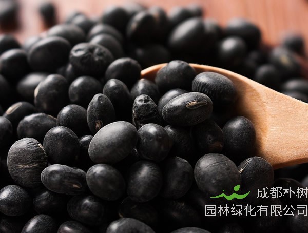 黑豆是什么豆？黑豆治疗白发吗？