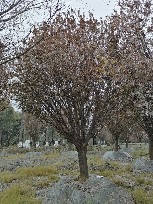 红叶李是常绿树吗？