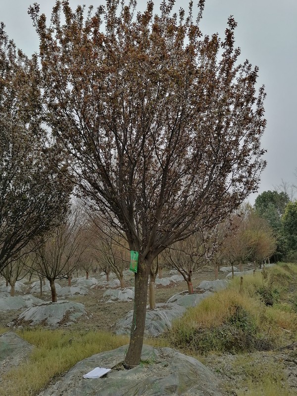 哪里有卖景观苗木红叶李？