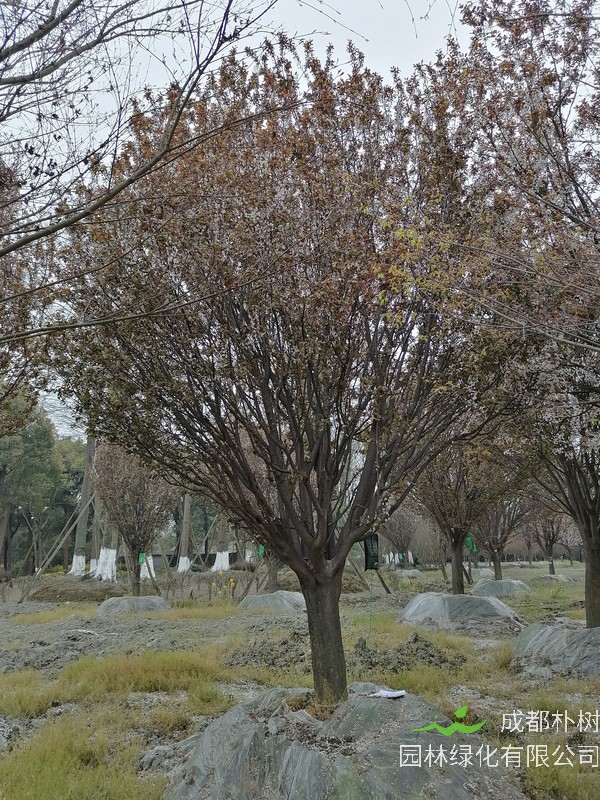 红叶李是常绿树吗？