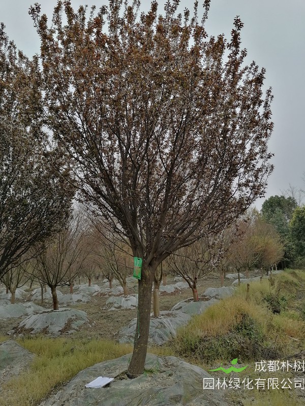 哪里有卖景观苗木红叶李？