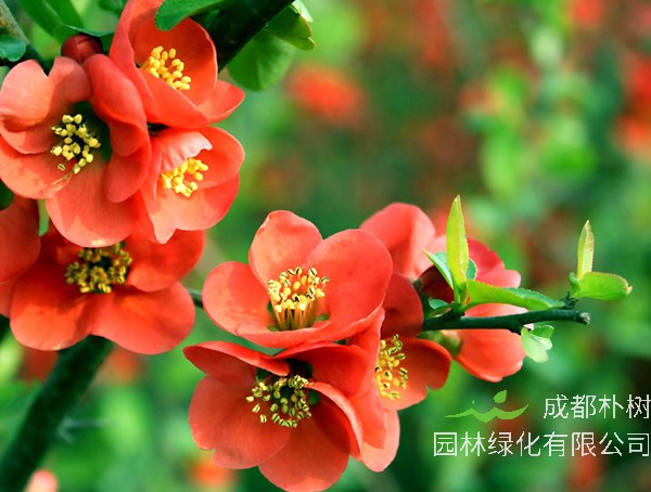 海棠花的价格是多少？