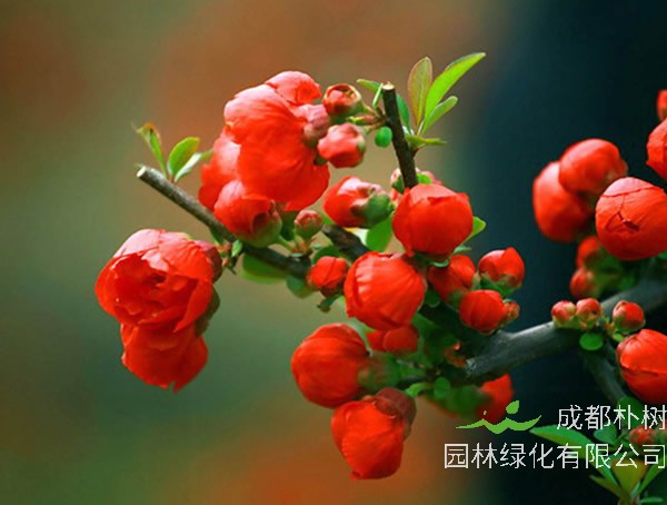 海棠树苗新长的嫩枝怎么修理？