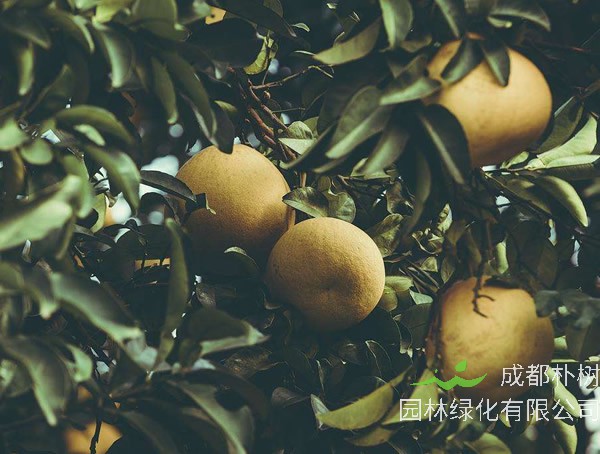 苗木中的香泡树结的果实可以吃吗？