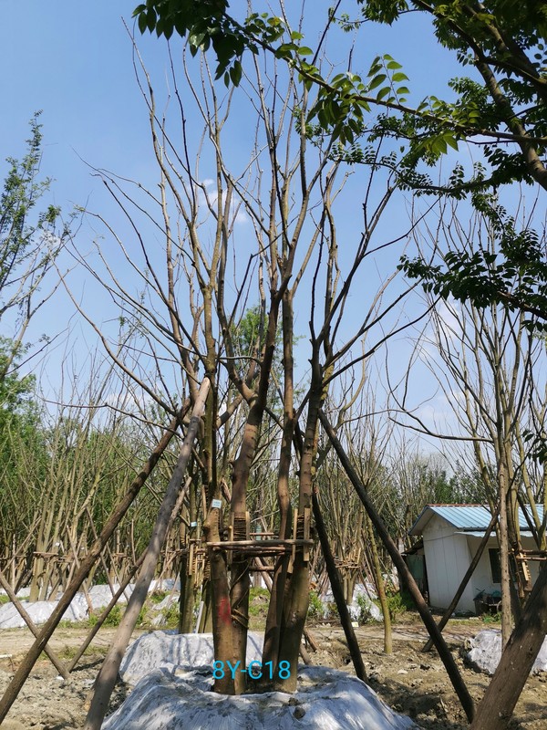 朴树的植物形态有哪些？