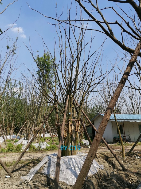 朴树是怎样进行繁殖的？