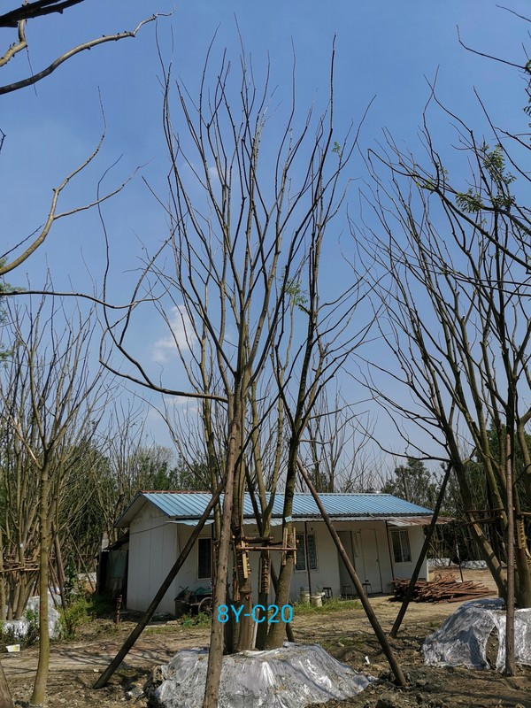 植物朴树的市场前景怎么样？