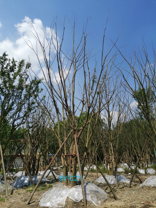 朴树是国家几级保护植物？