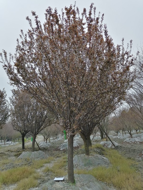 红叶李在一年中可以施几次肥？