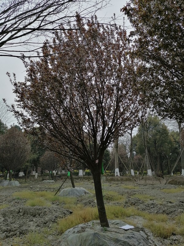 红叶李的移栽方法介绍，哪个季节移栽最好？